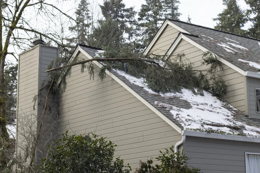 tree branch fallen on a roof that needs replacement